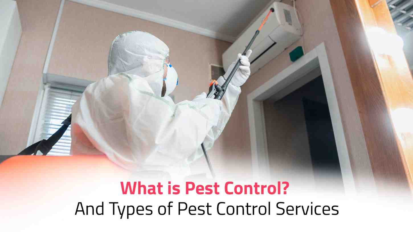 Top Class Pest Exterminators. Com